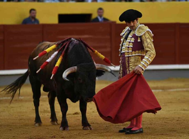 8651_1_matador_spagnolo_con_toro_-iccivitella.it
